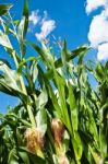 Growing Corn Stock Photo