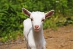 Smiling Goat Stock Photo