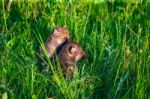 Gray Wolf Cubs In A Grass Stock Photo