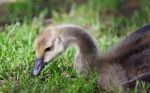 Photo Of A Cute Chick Of Canada Geese Eating Grass Stock Photo