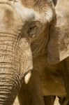 African Elephant On A Zoo Stock Photo