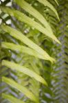 Green Fern Leaves In Summer Day Stock Photo