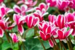 Red White Cyclamen Flower In Garden Stock Photo