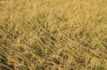 Rice Field Stock Photo