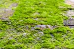 Green Moss On Rock Stock Photo