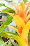 Colorful Blooming Bromeliad Plants Stock Photo