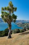 Otago Peninsula Stock Photo