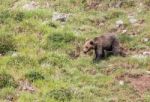 Brown Bear In Asturian Lands Stock Photo