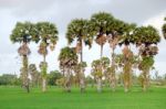 Sugar Palm Trees Stock Photo