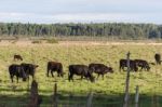 Cows Grazing In The Green Argentine Countryside Stock Photo