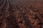 Cassava Farm Stock Photo