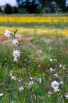 A Field Of Spring Flowers In Castiglione Del Lago Province Of Pe Stock Photo