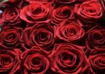 Red Roses Stock Photo