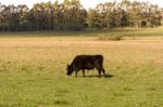 Cows Grazing In The Green Argentine Countryside Stock Photo