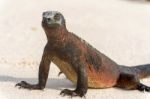 Marine Iguana On Galapagos Islands Stock Photo