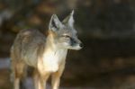 Steppe Fox Stock Photo