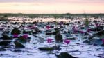 Beautiful Pink Lotus Flowers In The Lake Stock Photo