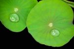 Lotus Leave Stock Photo