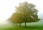 Trees In The Mist Stock Photo