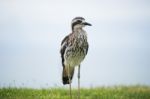 Bush Stone-curlew Resting On The Beach Stock Photo