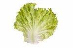 Leaf Of Green Lettuce Stock Photo