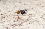 Ruddy Turnstone On Santa Cruz Island In Galapagos Stock Photo