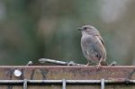 Hedge Accentor (dunnock) Stock Photo