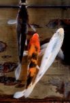 Koi Fish In The Fish Tank Stock Photo