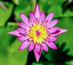 Pink Water Lily Stock Photo