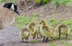 Postcard With A Family Of Canada Geese Staying Stock Photo