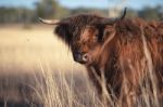 Highland Cow On The Farm Stock Photo