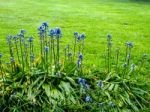 Blue Purple Flower In The Garden Stock Photo