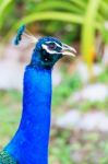 Peacock Head Stock Photo