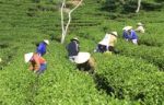 Dalat, Vietnam, July 30, 2016: A Group Of Farmers Picking Tea On A Summer Afternoon In Cau Dat Tea Plantation, Da Lat, Vietnam Stock Photo