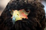 Bateleur Eagle Stock Photo