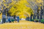 Asan,korea - November 9: Row Of Yellow Ginkgo Trees And Tourists In Asan,south Korea During Autumn Season On November 9, 2015 Stock Photo