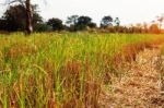 Rice Grains In A Field With The Daytime Stock Photo