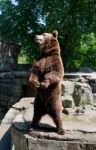 Brown Bear Stock Photo