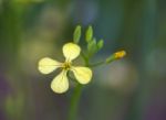 Field Mustard Or Wild Turnip (brassica Rapa) Stock Photo