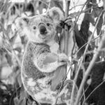 Koala In A Eucalyptus Tree. Black And White Stock Photo