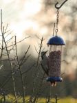 Woodpecker Stock Photo