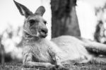 Kangaroo Outside During The Day Stock Photo