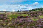 Countryside At Lochindorb Stock Photo