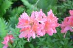 Flowers Rhododendron Stock Photo