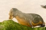 Sea Lion On The Beach, Galapagos Islands Stock Photo