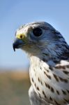 Falcon's Head Stock Photo