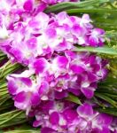 Violet Orchids Flower Stock Photo