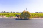 Donkey Cart In Egypt Stock Photo