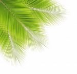 Coconut Leaf Isolated On White Background Stock Photo