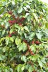 Fresh Coffee Bean On Tree Stock Photo